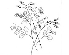 Product Image for 2021 Pinot Gris 