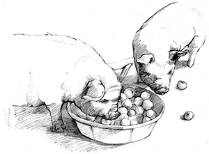 Product Image for 2024 Willamette Valley Pinot Noir